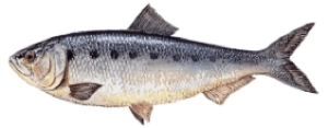 Agone (Alosa fallax lacustris)