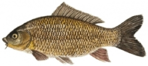 Carpa (Cyprinus carpio)