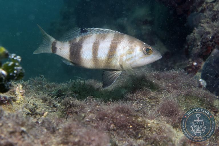 Tauchen im Miramare Marine Reserve