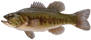 Persico Trota (Micropterus salmoides)