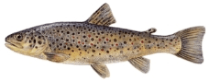 Trota lacustre (Salmo trutta)