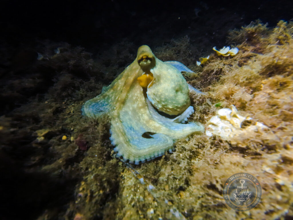 Polpo (Octopus vulgaris)