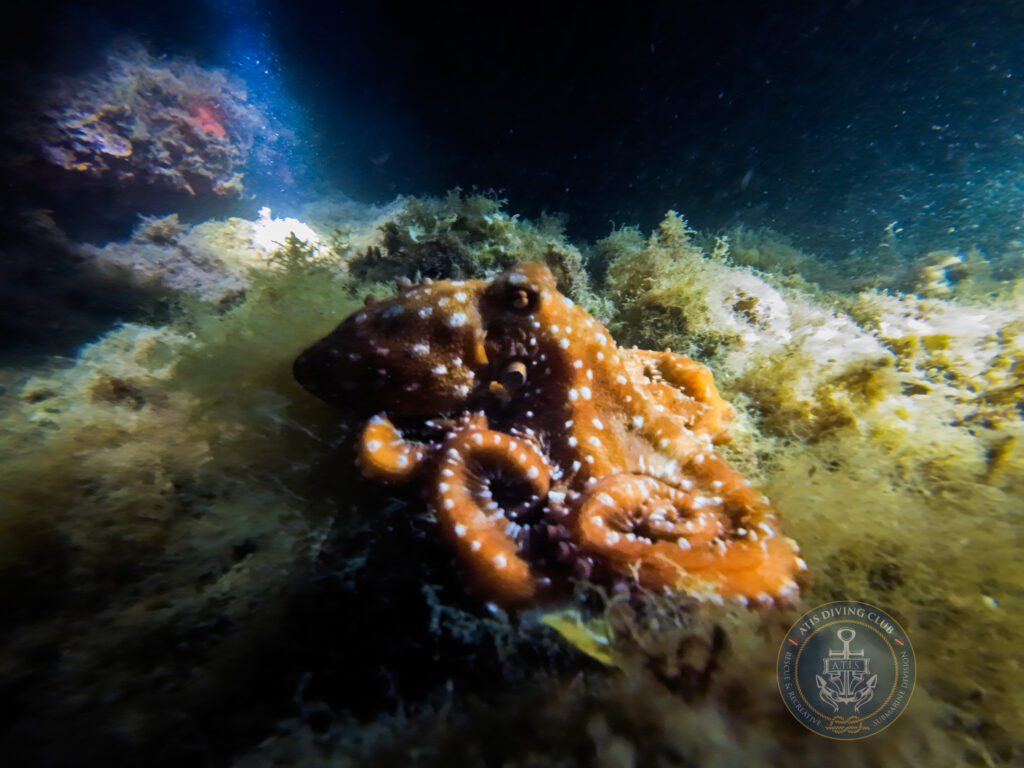 Polpessa (Callistoctopus macropus)