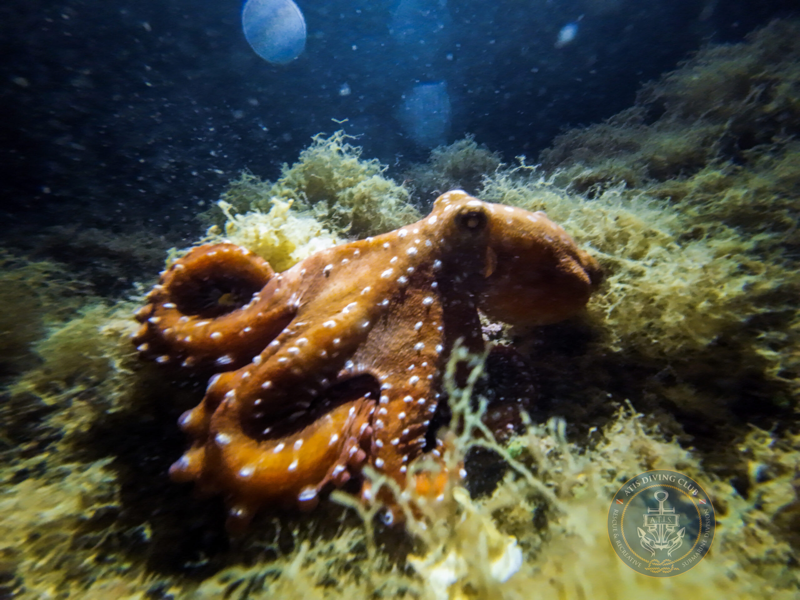 Differenze tra Polpo e Polpessa: Una Guida per Subacquei e Appassionati del Mare