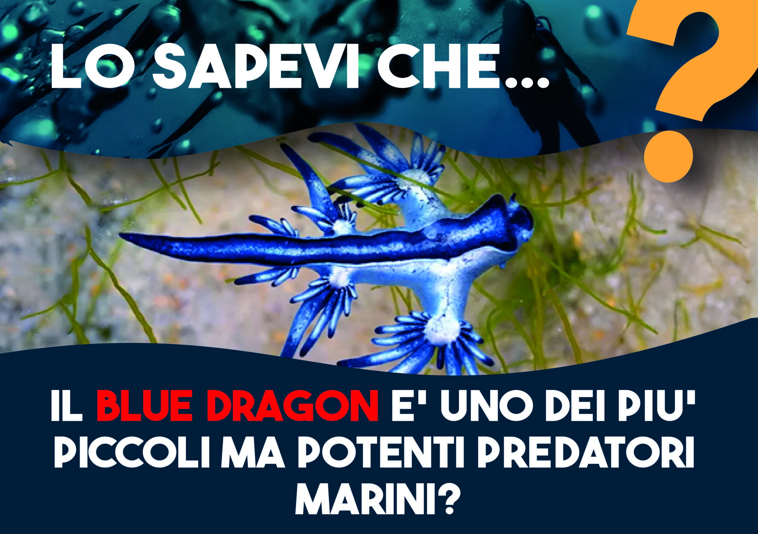 Lo Sapevi che il Blue Dragon è Uno dei Più Piccoli Ma Potenti Predatori Marini?