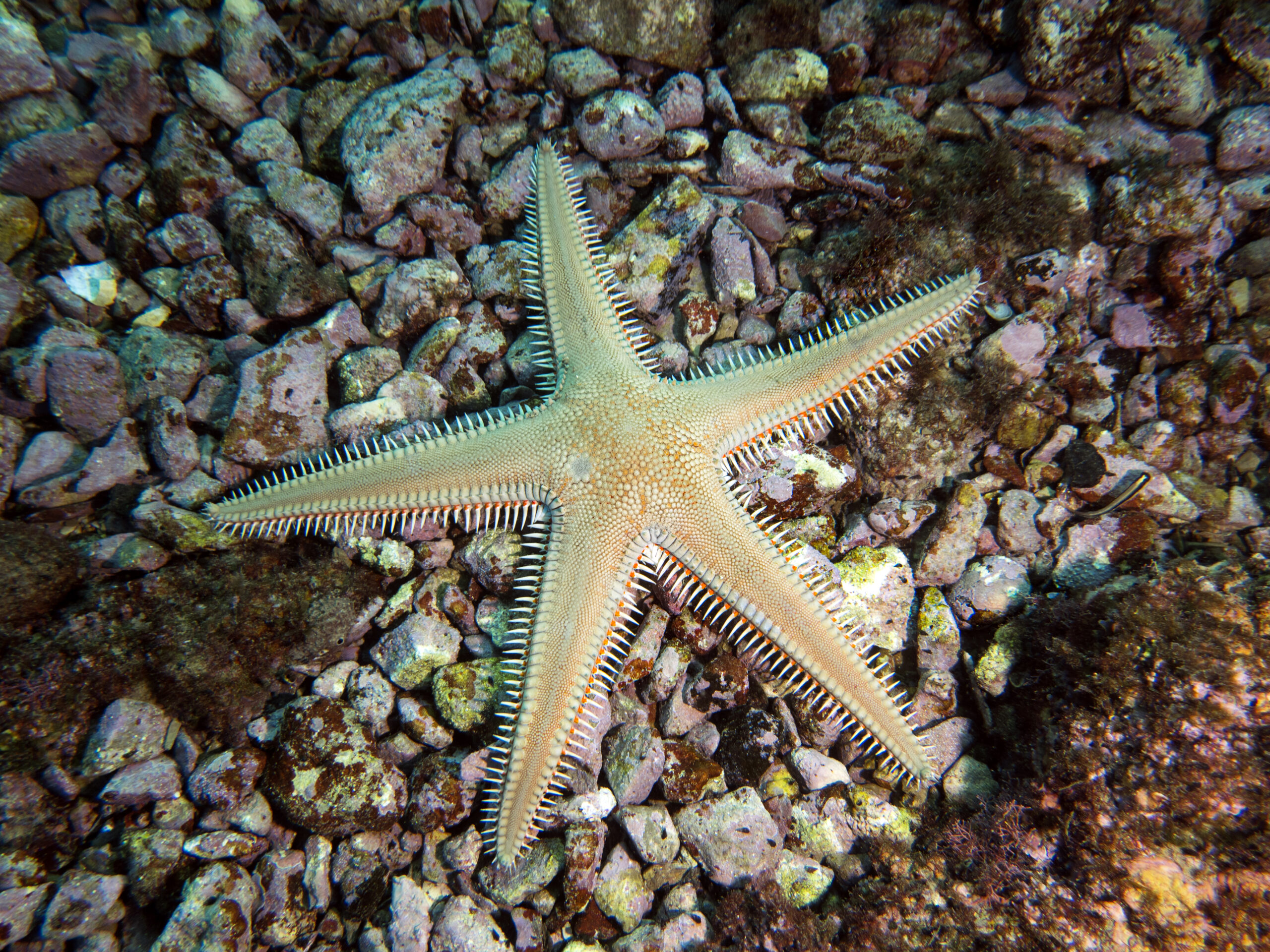 Lo sapevi che le stelle marine non vanno toccate?