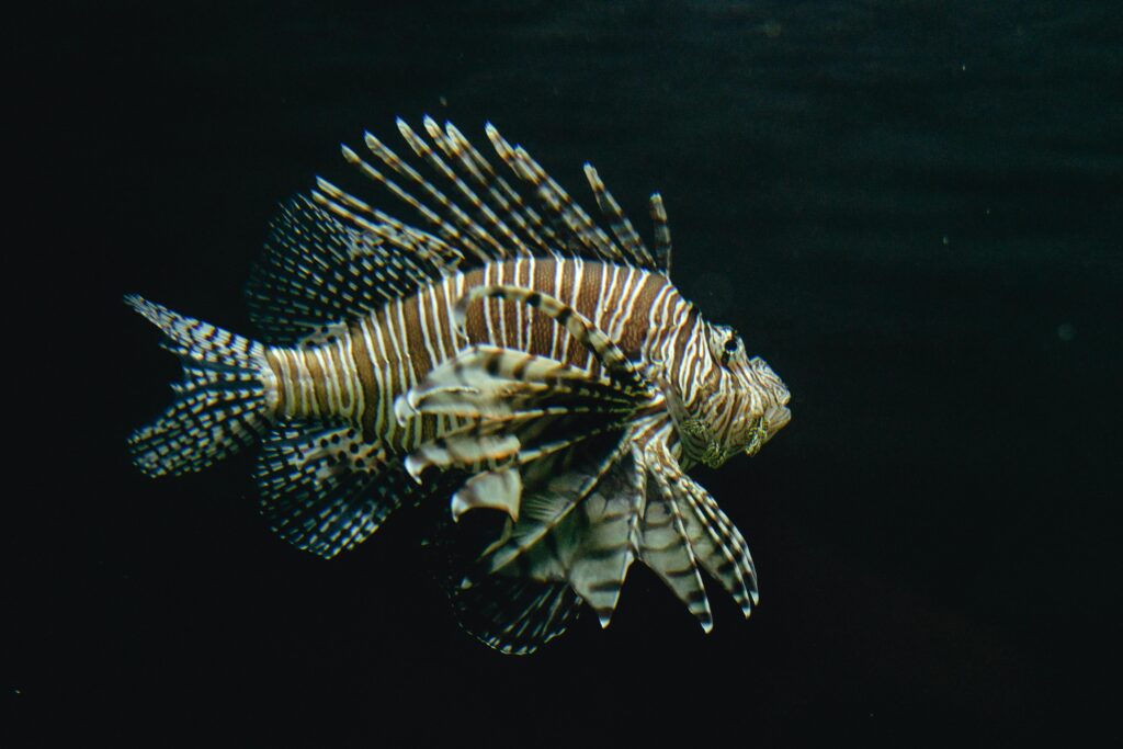 Pesce Leone pericoli nel Mediterraneo