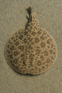 Torpedine Marmorata