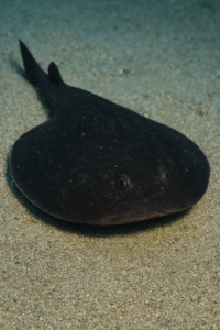 Torpedine Nera