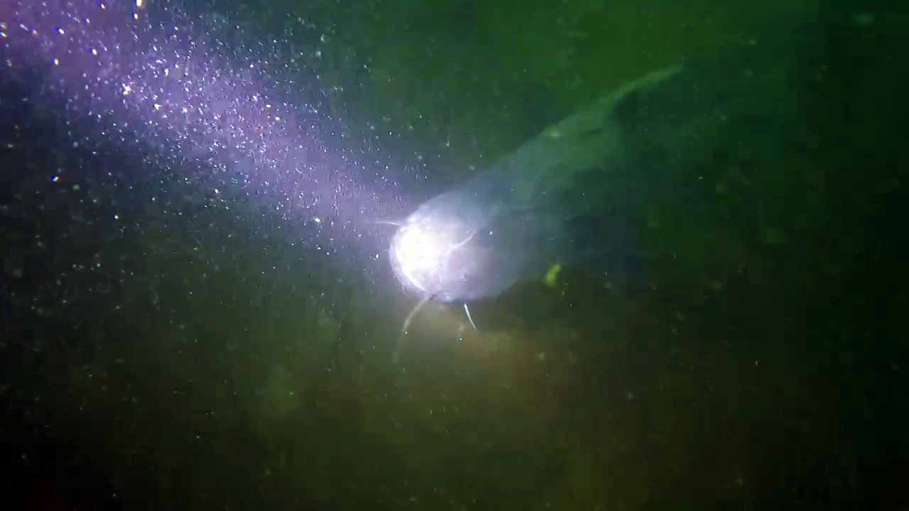 Il Siluro del Lago di Garda