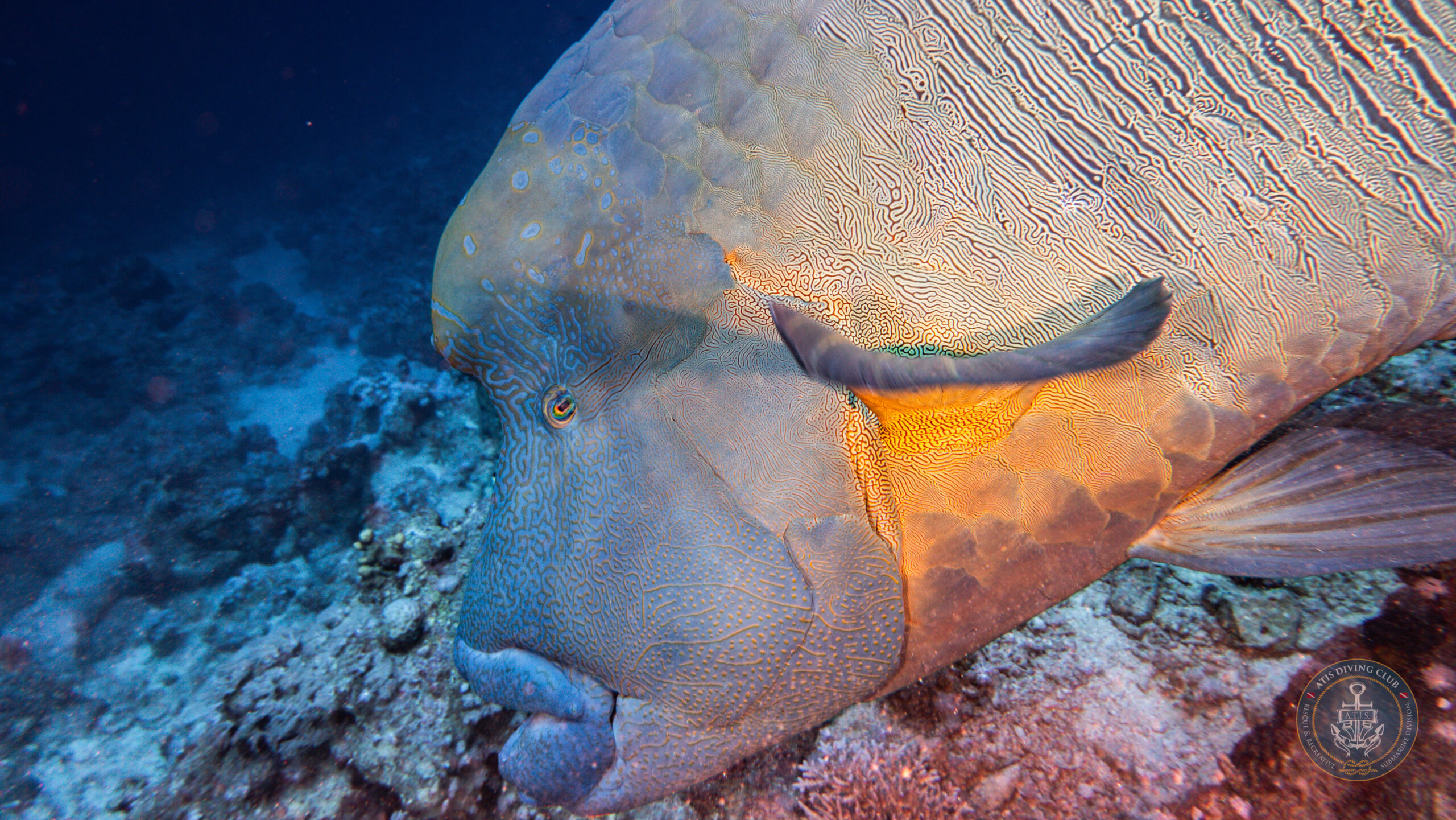 Vacanza Subacquea a Sharm El Sheikh 2025