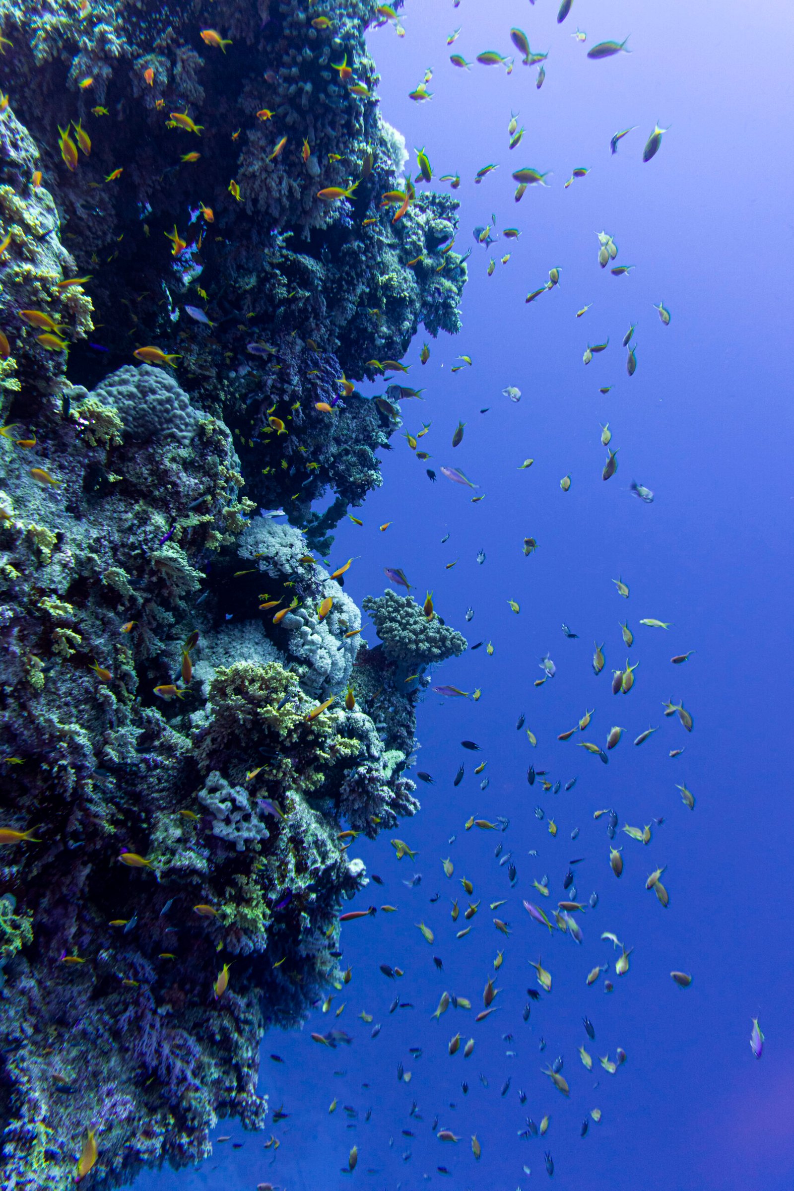 Immagine casuale