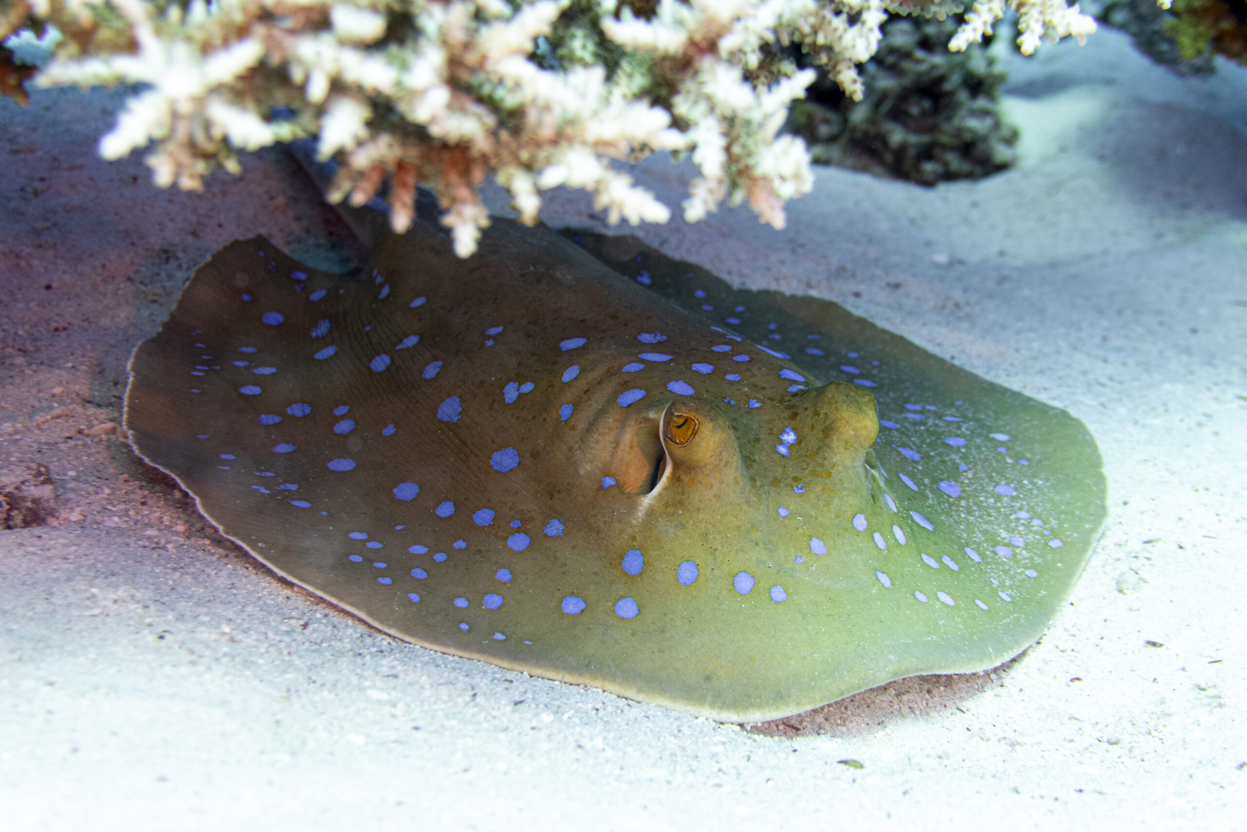 Immersioni subacquee Sharm El Sheikh — Parte 2